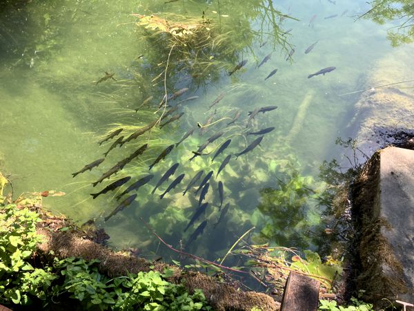 Im klaren Wasser warten unzählige kleine und vor allem große Fische. Im klaren Wasser warten unzählige kleine und vor allem große Fische.