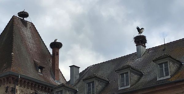 Störche gibt es im Elsass viele. Hier in Münster gleich 3 Nester auf einem Dach. Störche gibt es im Elsass viele. Hier in Münster gleich 3 Nester auf einem Dach.