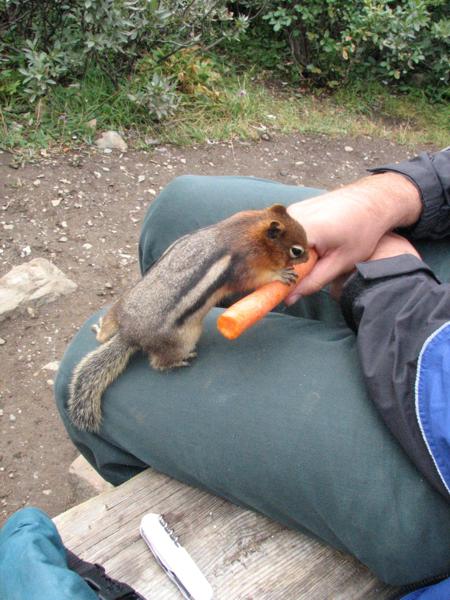 Hungriges Streifenhörnchen Hungriges Streifenhörnchen