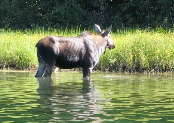 Moose Moose
