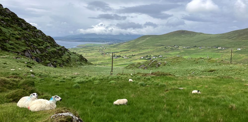 Grünes Irland mit Blick vom Coomakesta Pass auf Schafe und die Ballinskelligs Bay. Grünes Irland mit Blick vom Coomakesta Pass auf Schafe und die Ballinskelligs Bay.
