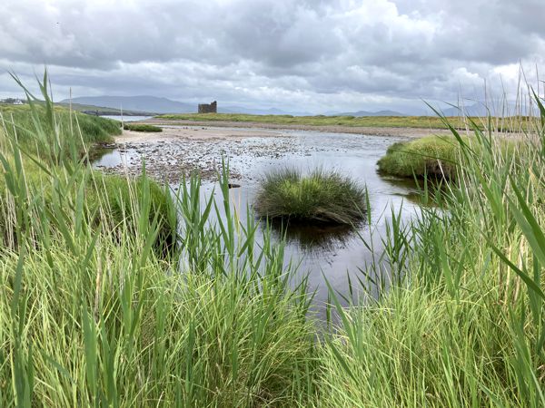 Blick auf die Burgruine von Ballinskelligs aus dem Schilfgürtel. Blick auf die Burgruine von Ballinskelligs aus dem Schilfgürtel.