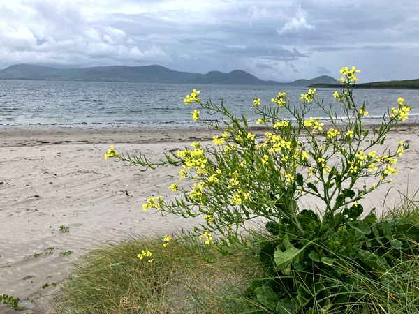 Sturm, Wolken und Raps am wilden Atlantik. Sturm, Wolken und Raps am wilden Atlantik.