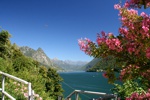 Herrliche Büsche oberhalb von Gandria am Luganosee.