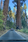 Auch große Autos wirken zwischen den Riesenmammutbäumen winzig.