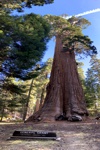 Der General Grant Tree ein weiterer Gigant im Kings Canyon Nationalpark.