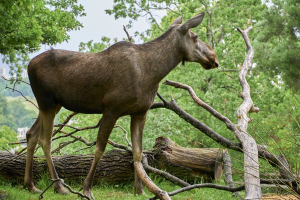 Endlich ein Elch in Schweden, auch wenn es nur im Nordic Zoo ist. Endlich ein Elch in Schweden, auch wenn es nur im Nordic Zoo ist.