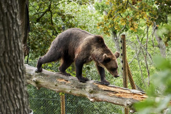 Ein Bär in sicherer Entfernung im Zoo. Ein Bär in sicherer Entfernung im Zoo.