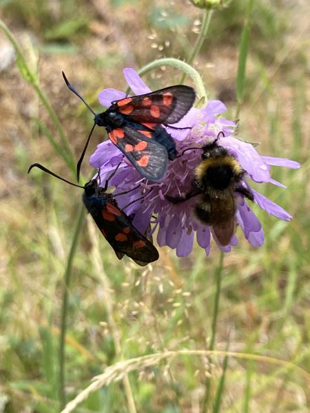 Insektenschau am Wegesrand. Insektenschau am Wegesrand.