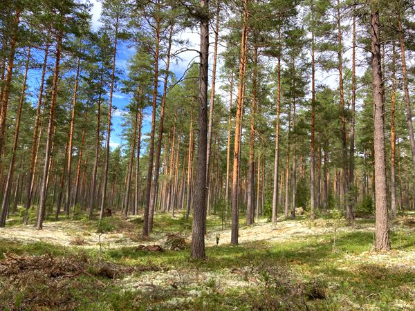 Schwedischer lichtdurchfluteter Wald zwischen zwei Regenschauern. Schwedischer lichtdurchfluteter Wald zwischen zwei Regenschauern.