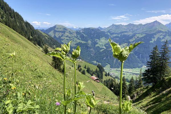 Aufstieg über die üppig grünen Bergweisen in der Schweiz. Aufstieg über die üppig grünen Bergweisen in der Schweiz.