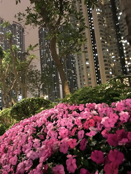 Blumen in den nächtlichen Häuserschluchten von Kowloon. Blumen in den nächtlichen Häuserschluchten von Kowloon.