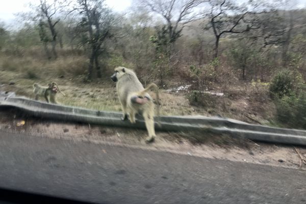Safari mit Affen am Straßenrand. Safari mit Affen am Straßenrand.