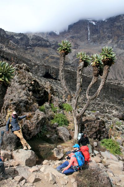Palmenartige Riesensenecien und gefrorene Wasserfälle im Hintergrund. Palmenartige Riesensenecien und gefrorene Wasserfälle im Hintergrund.