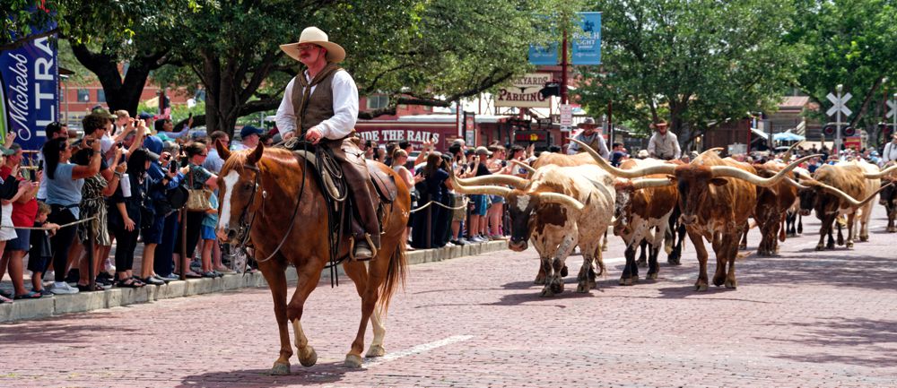 Täglicher Cattle Drive entlang der East Exchange Road in den Stockyards.