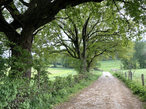 Über die Wiesen in Richtung Vaalserberg. Über die Wiesen in Richtung Vaalserberg.