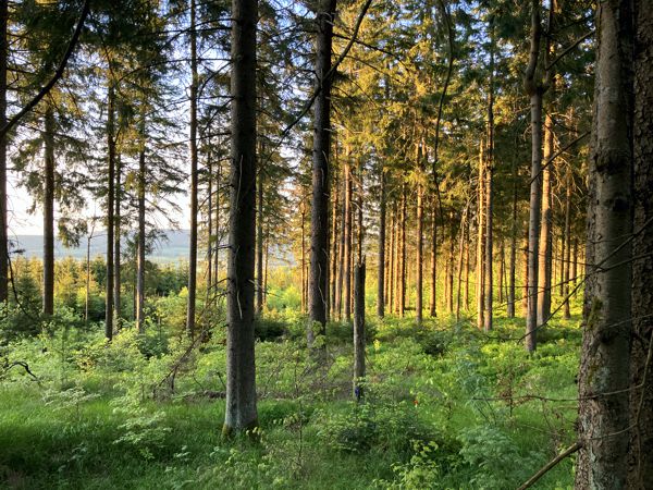 Abendstimmung im Wald. Abendstimmung im Wald.